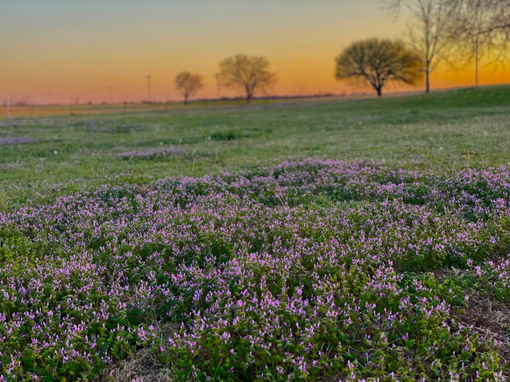 Field of purple wild flowers and sun setting in the background. 